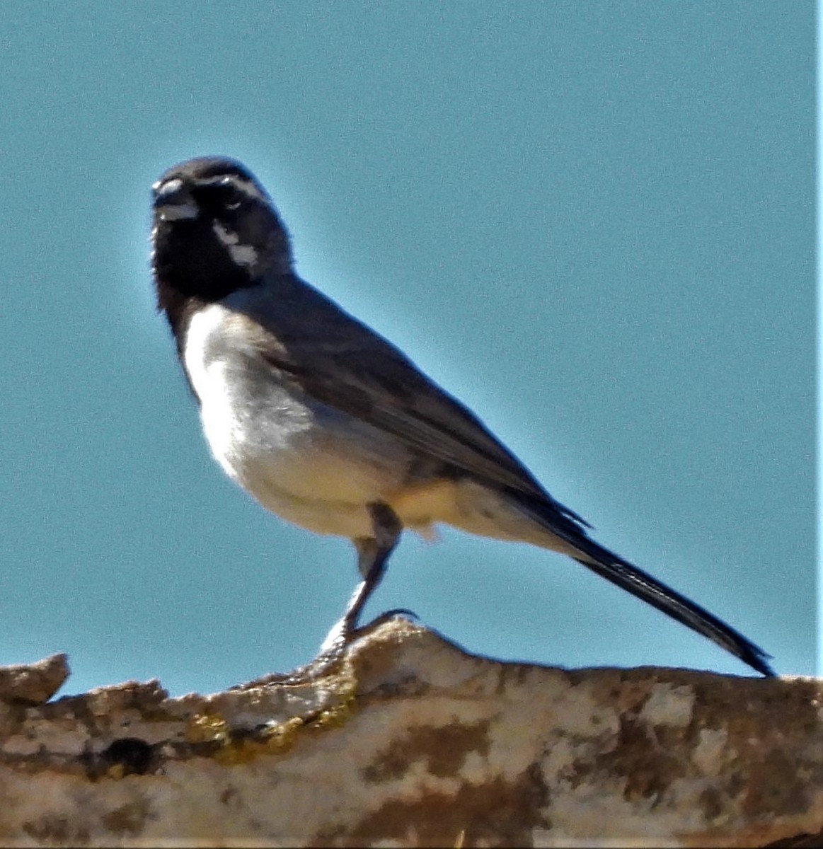 Black-throated Sparrow - ML351625611