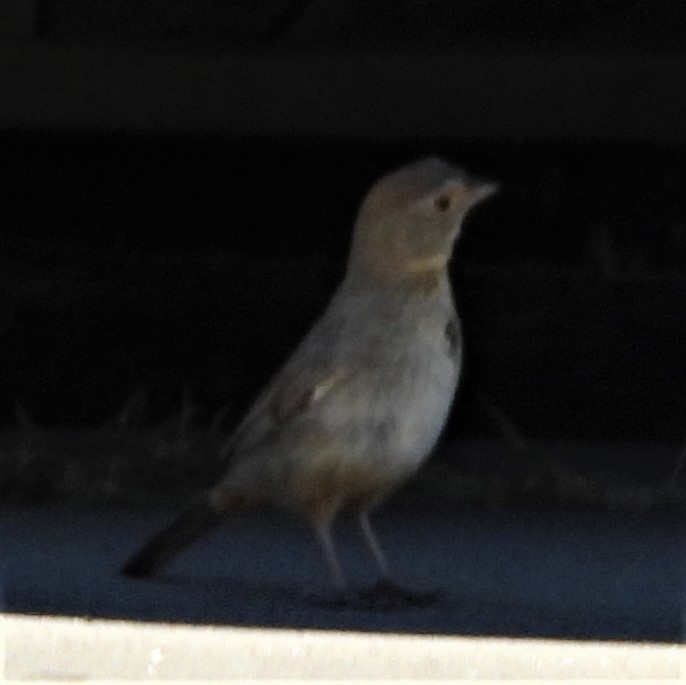 Canyon Towhee - ML351625991