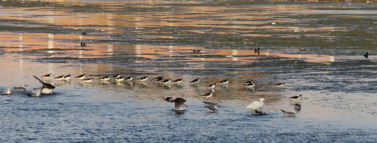 Black-necked Stilt - Fernando Angulo - CORBIDI