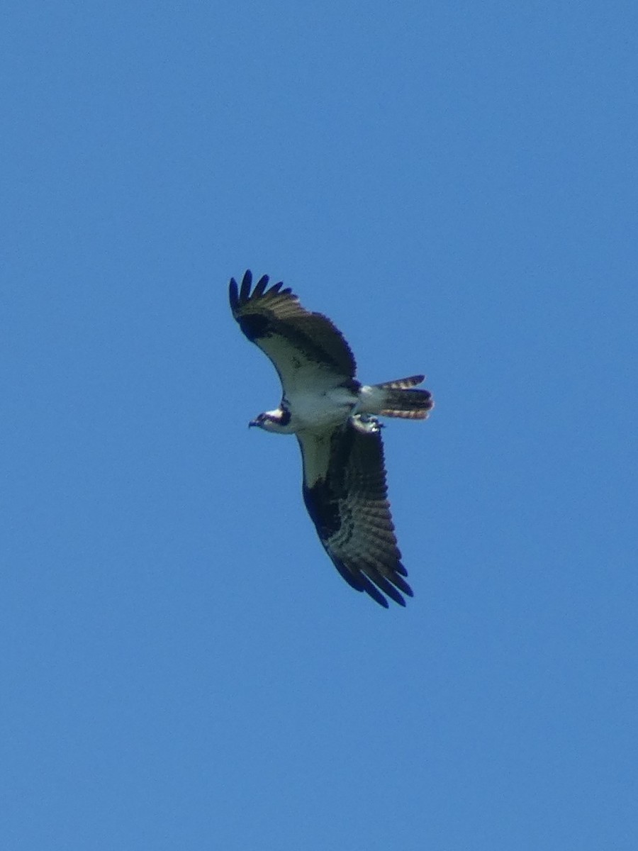 Osprey - ML351626221