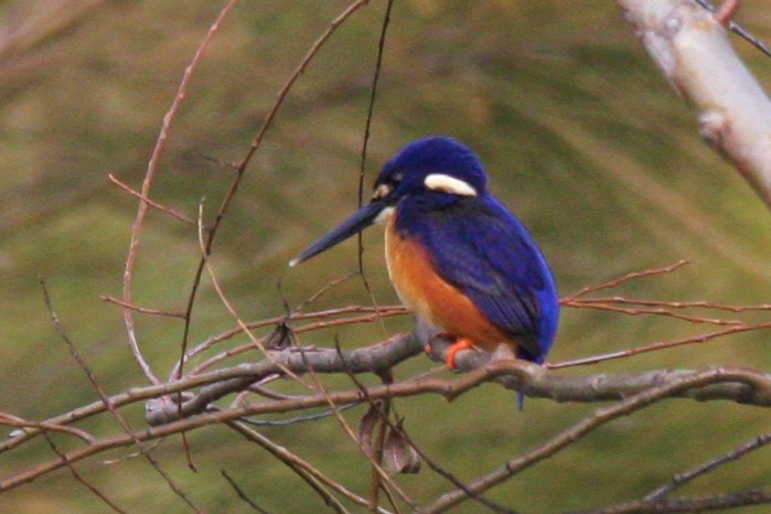 Martin-pêcheur à dos bleu - ML351626251