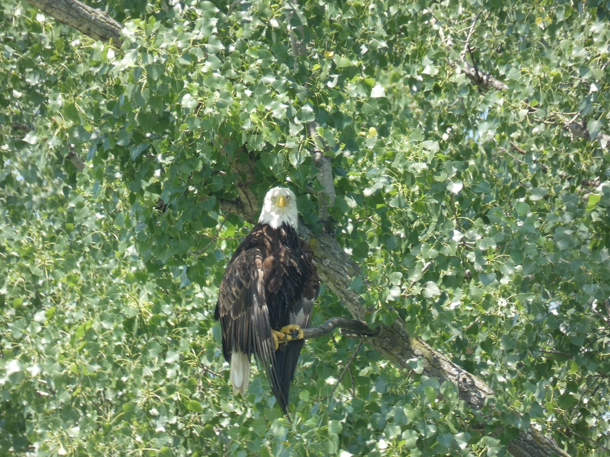 Bald Eagle - ML351626801