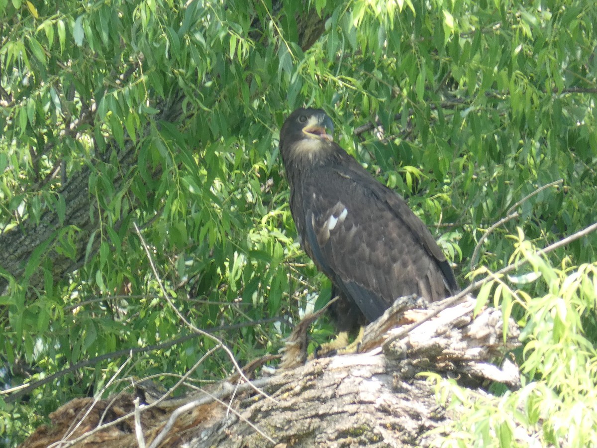 Bald Eagle - ML351627241