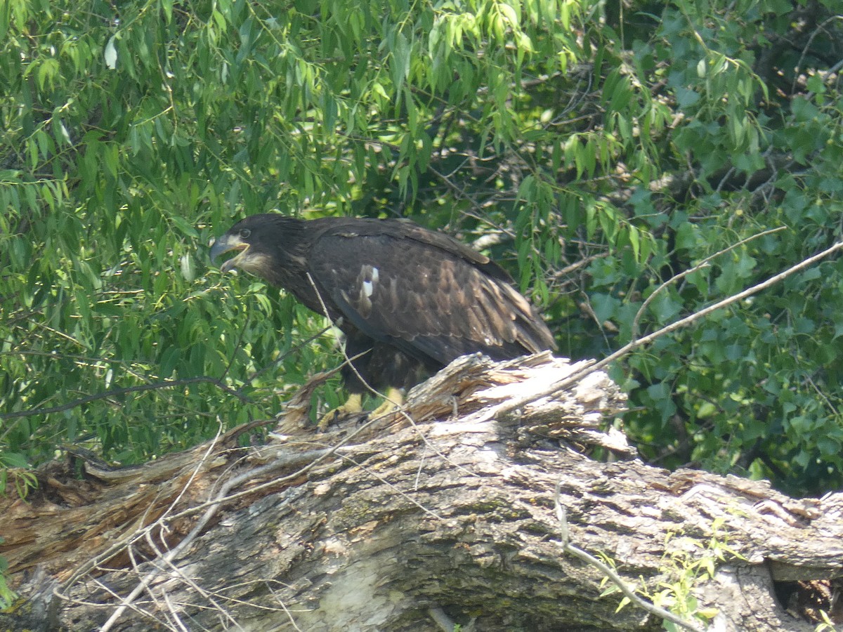 Bald Eagle - ML351627251