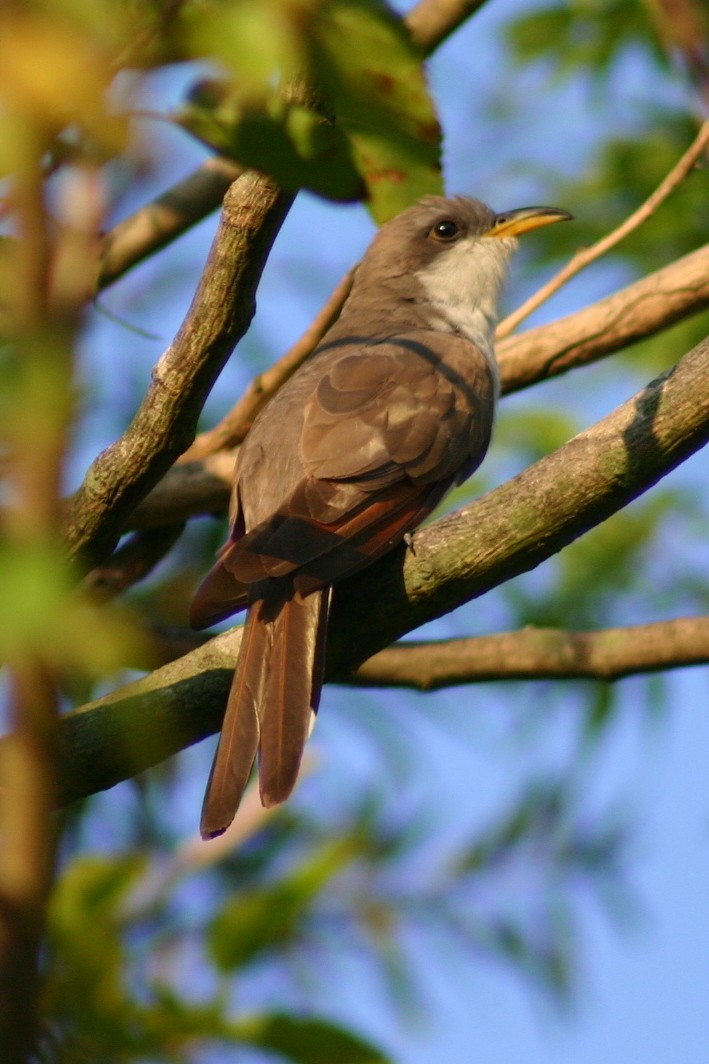 Yellow-billed Cuckoo - David  Clark