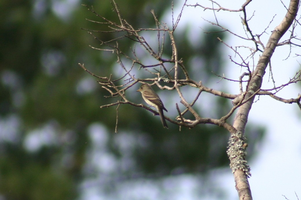 Eastern Wood-Pewee - David  Clark