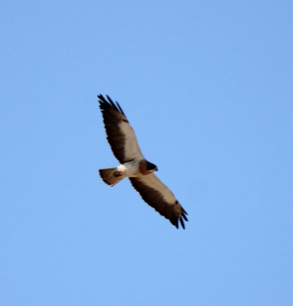 Swainson's Hawk - ML351629581