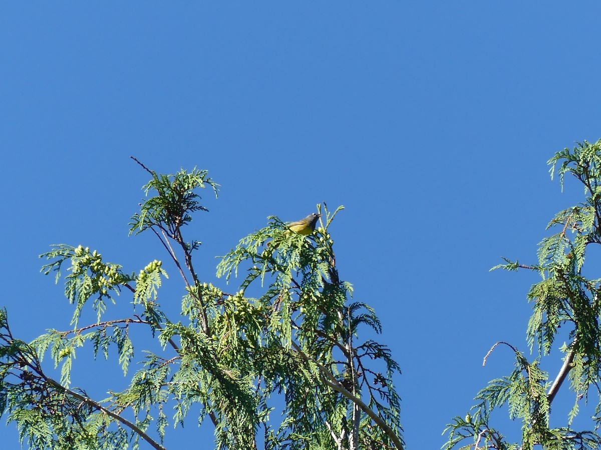 MacGillivray's Warbler - ML351630301