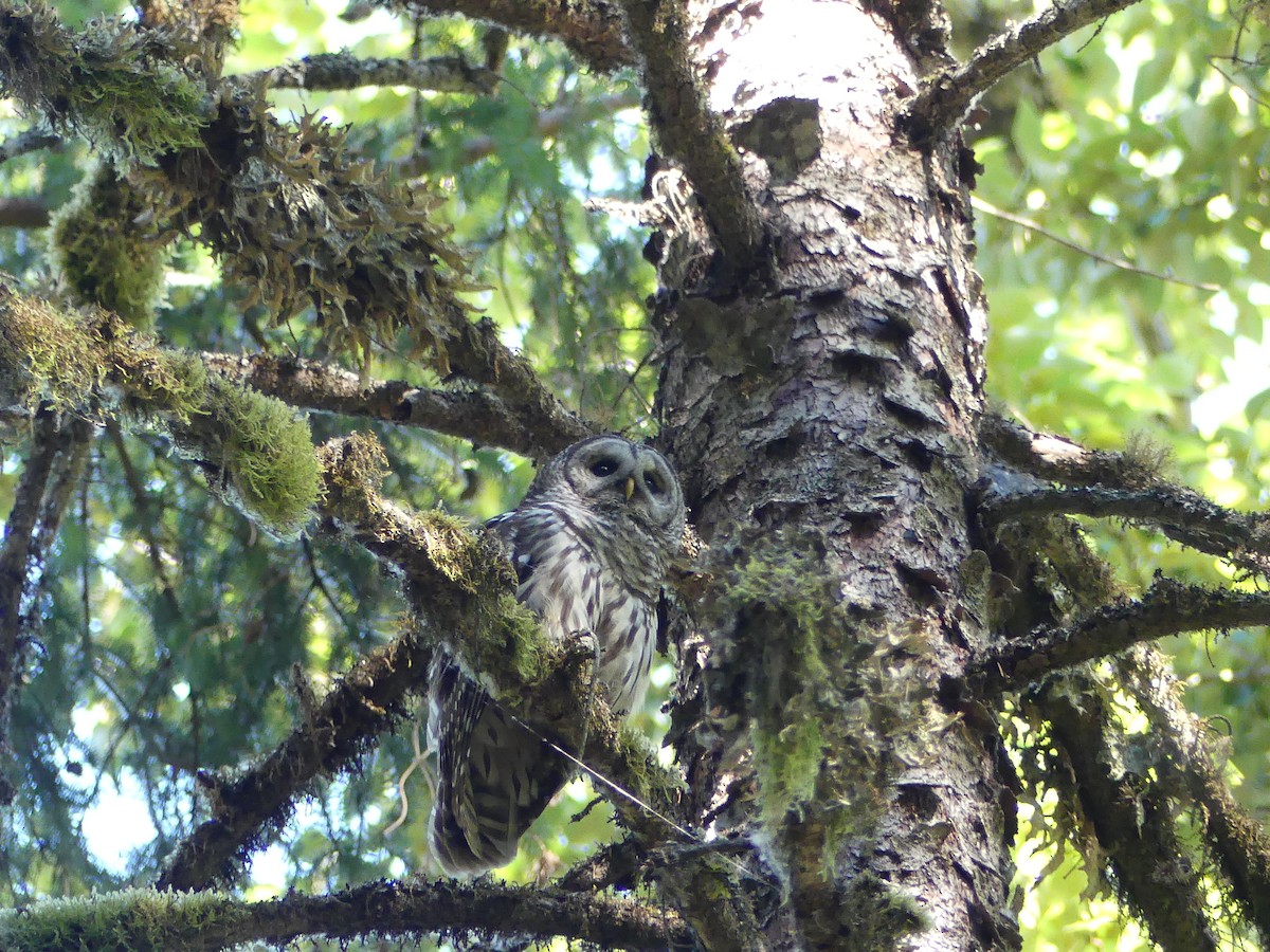 Barred Owl - ML351630511