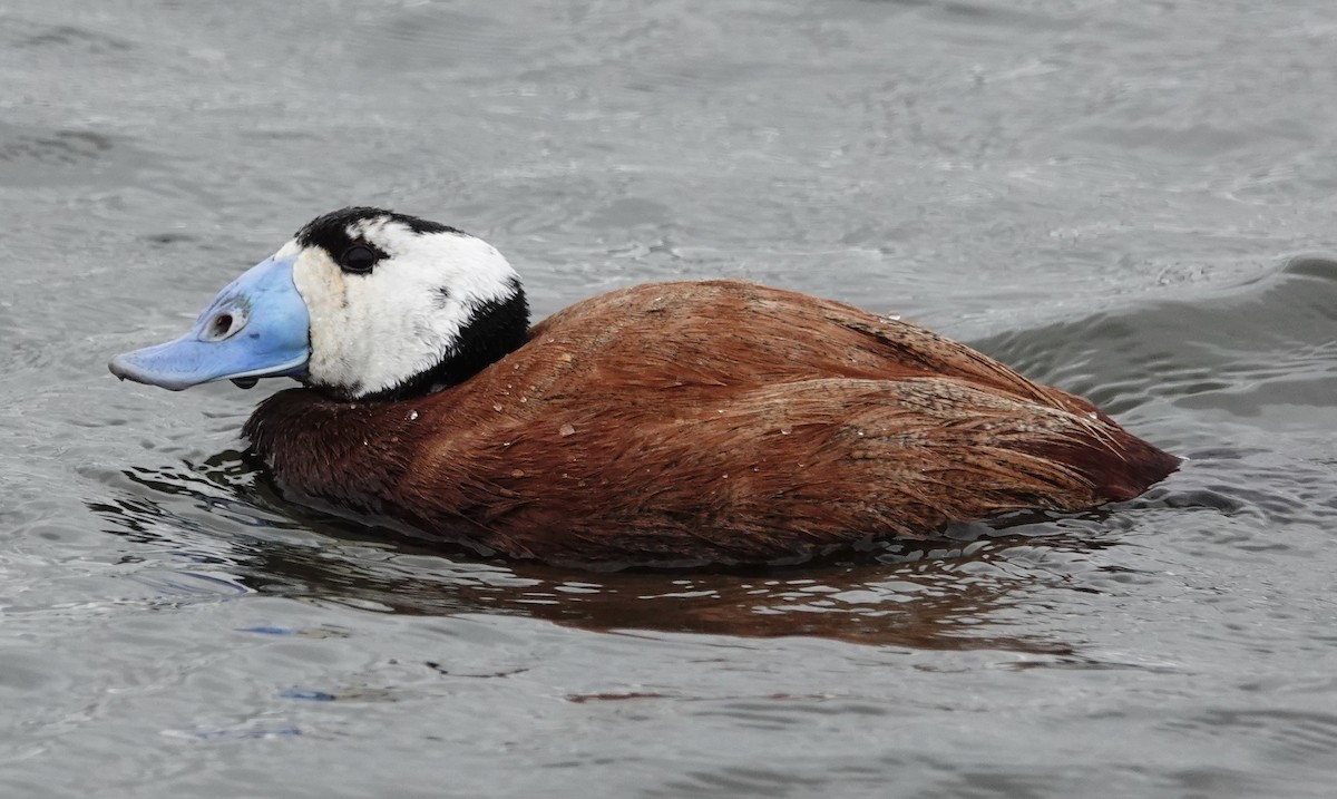 White-headed Duck - David Diller