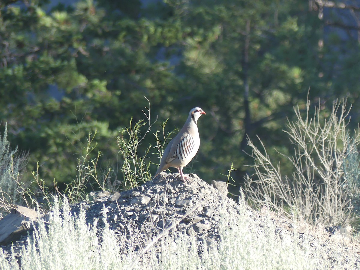 Chukar - ML351631011