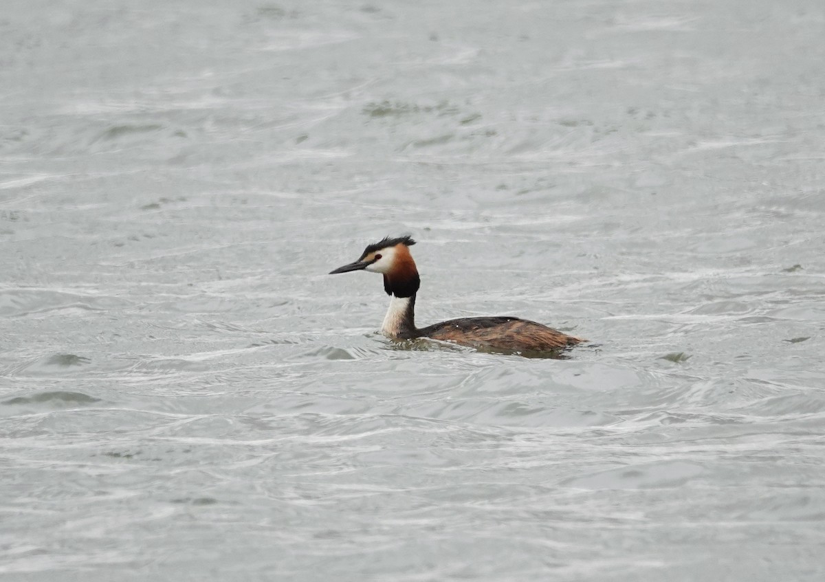 Great Crested Grebe - ML351631331