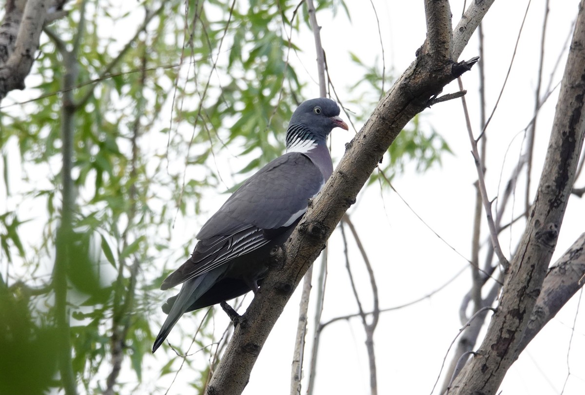 Common Wood-Pigeon - ML351631671