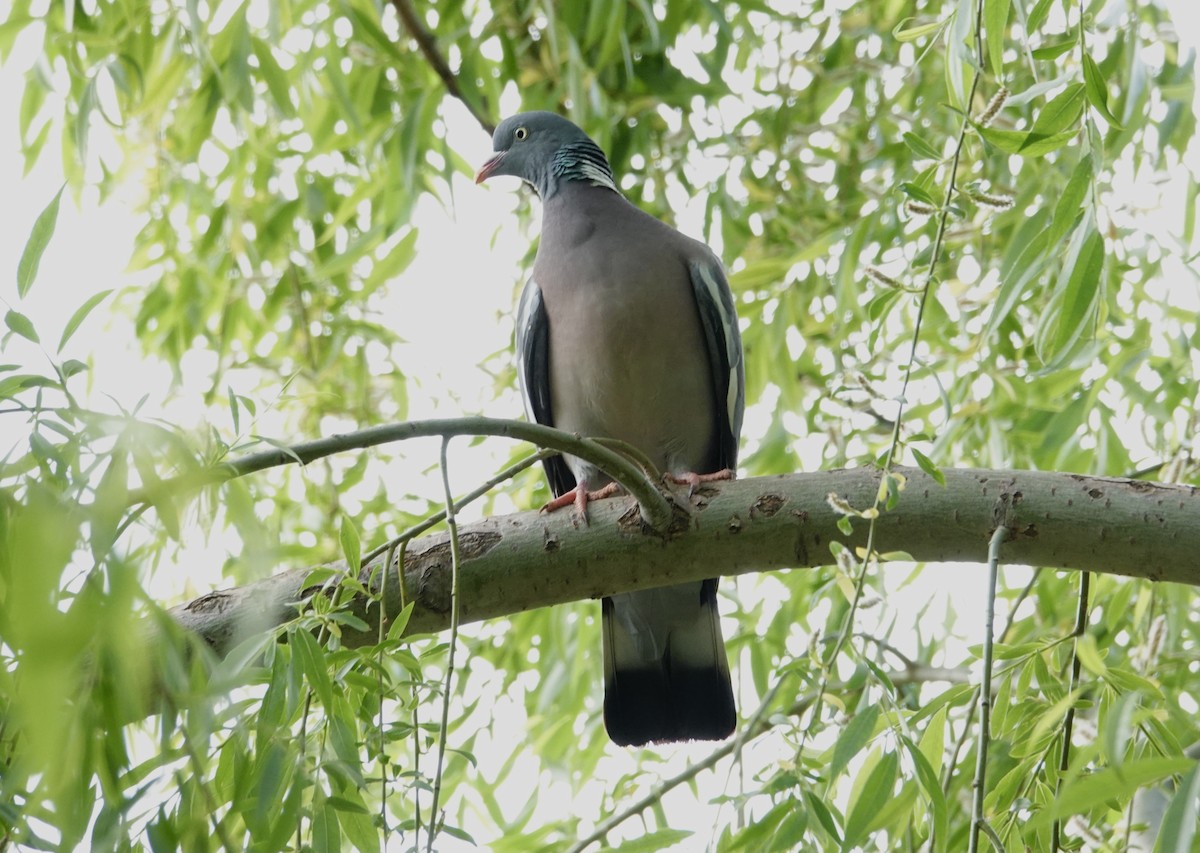 Common Wood-Pigeon - David Diller