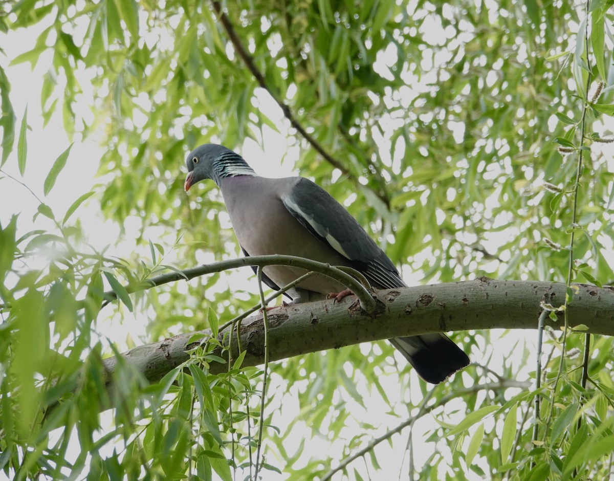 Common Wood-Pigeon - ML351631711