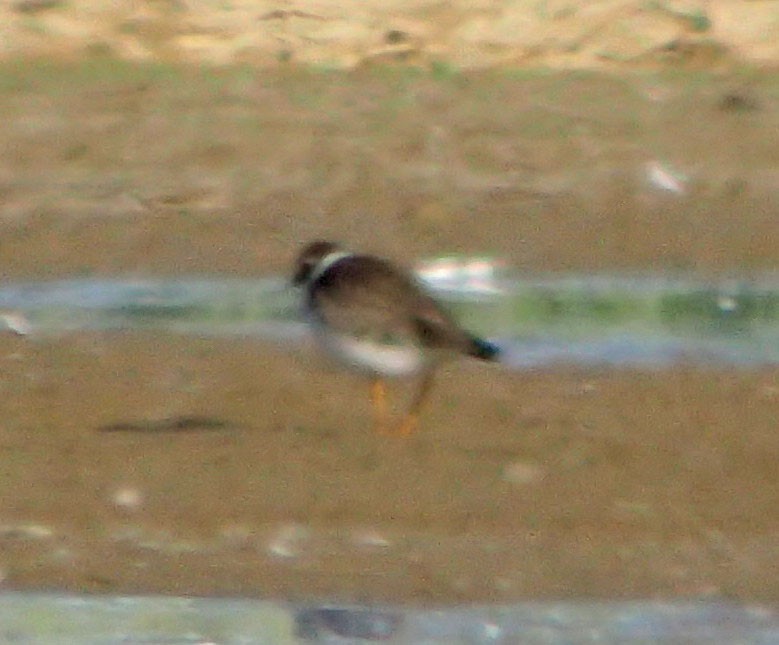 Semipalmated Plover - ML35163181