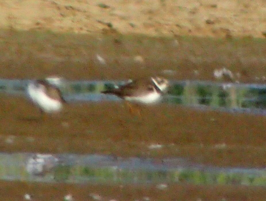 Semipalmated Plover - ML35163191