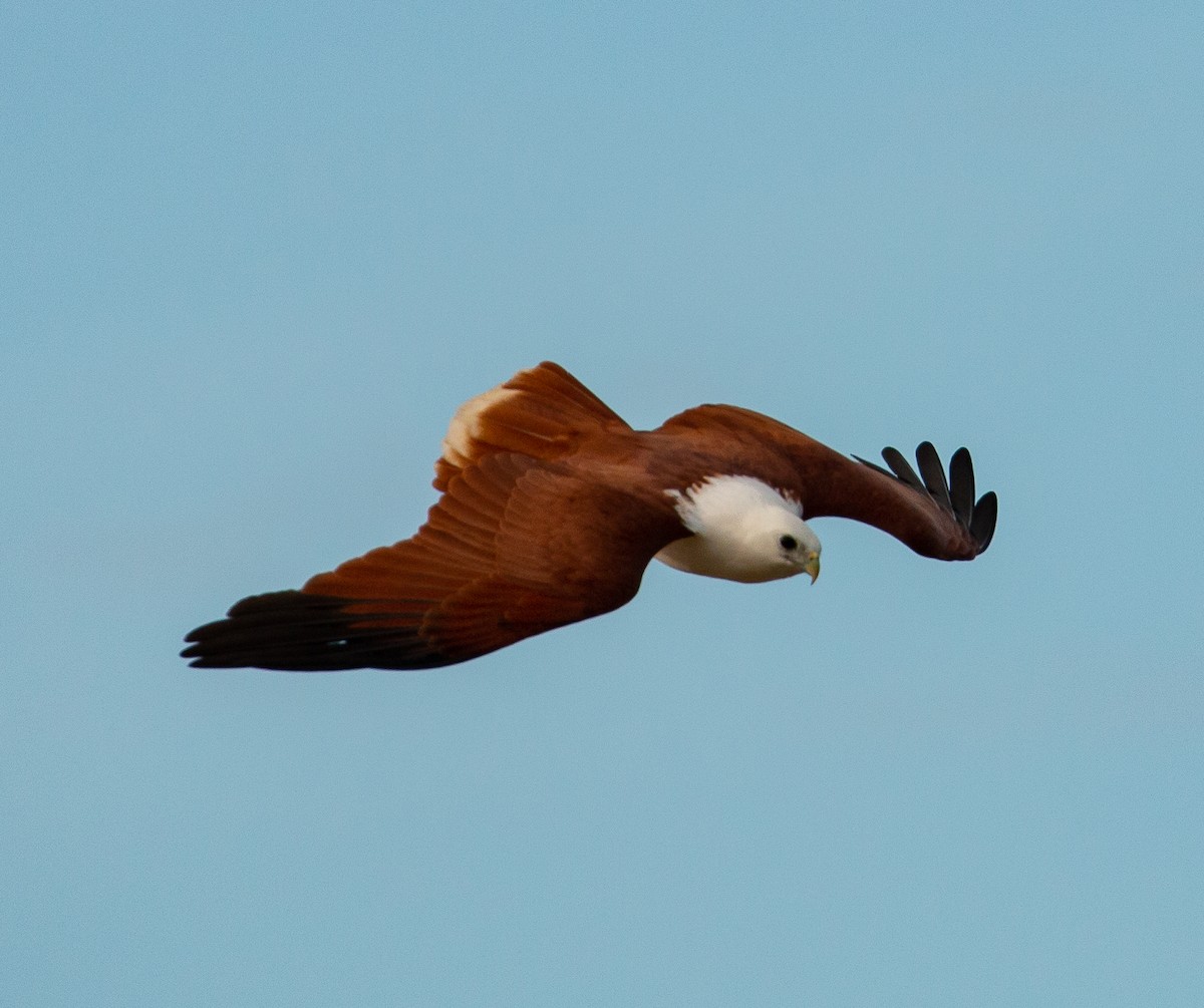 Brahminy Kite - ML351632011