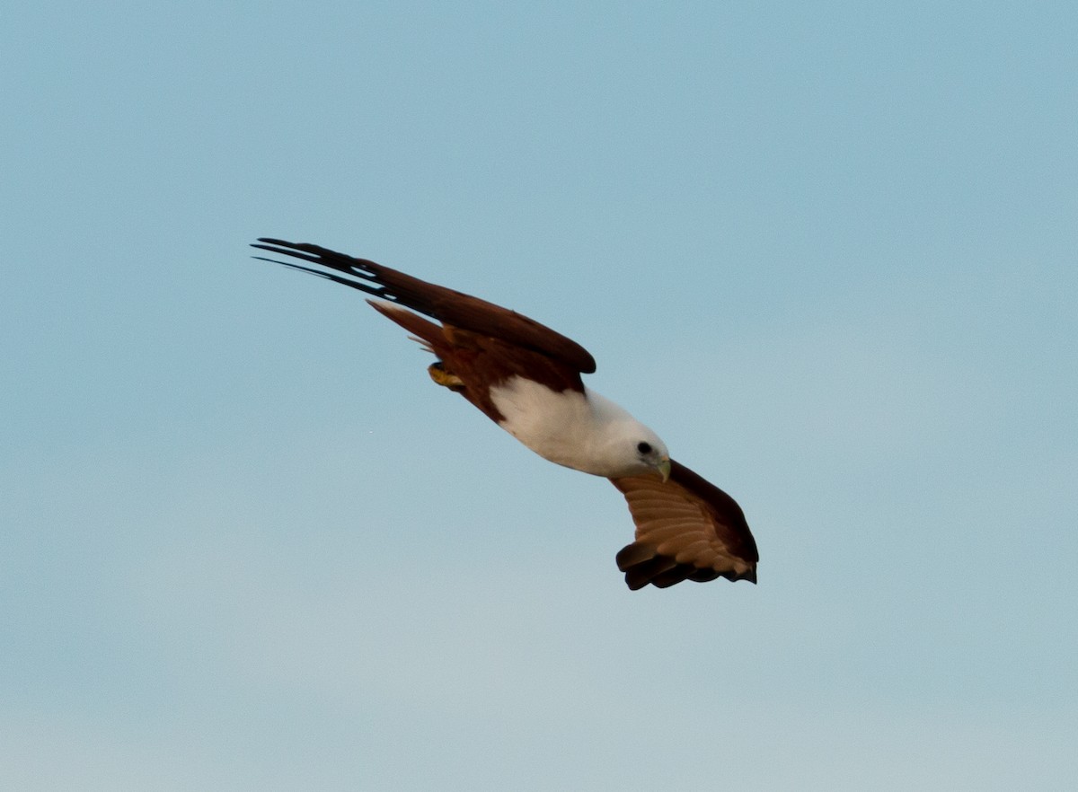 Brahminy Kite - ML351632081