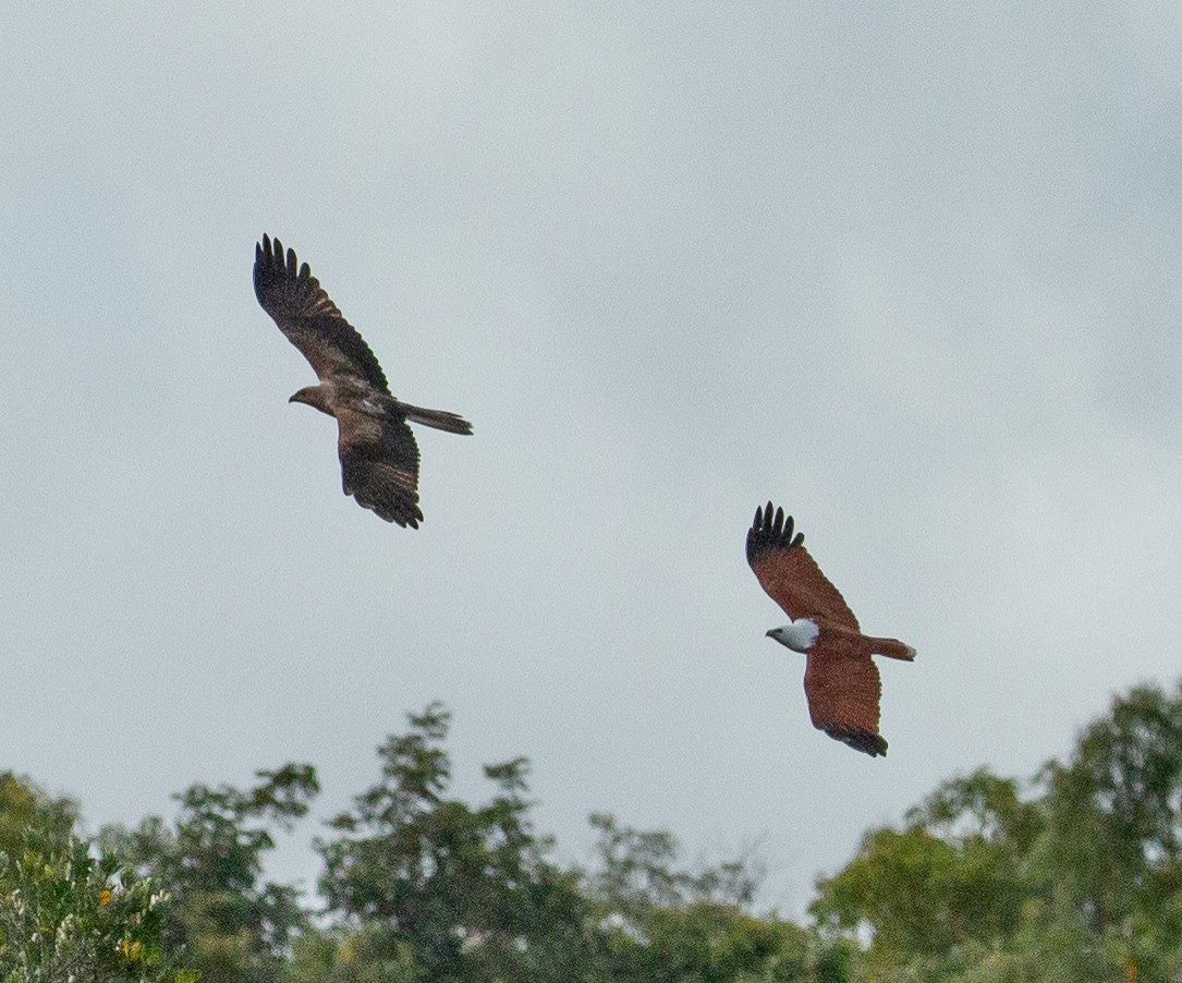Brahminy Kite - ML351632091