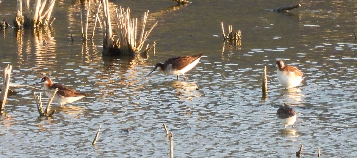 Falaropo Tricolor - ML351633591