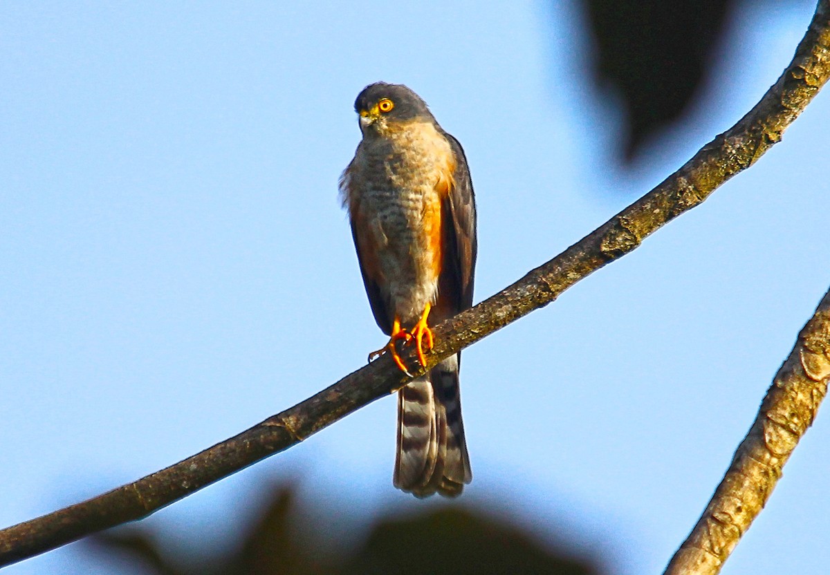 Sharp-shinned Hawk - ML351634181