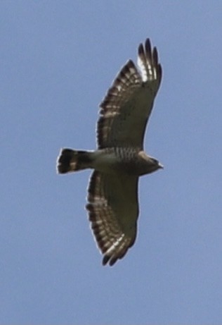Broad-winged Hawk - ML351634871