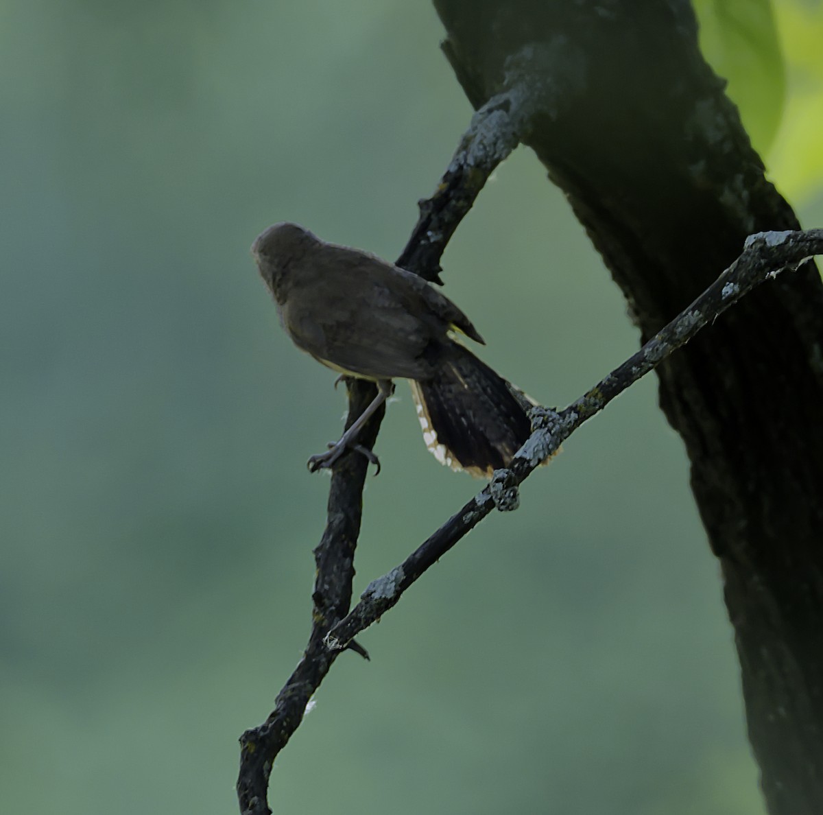 Bewick's Wren - ML351635101