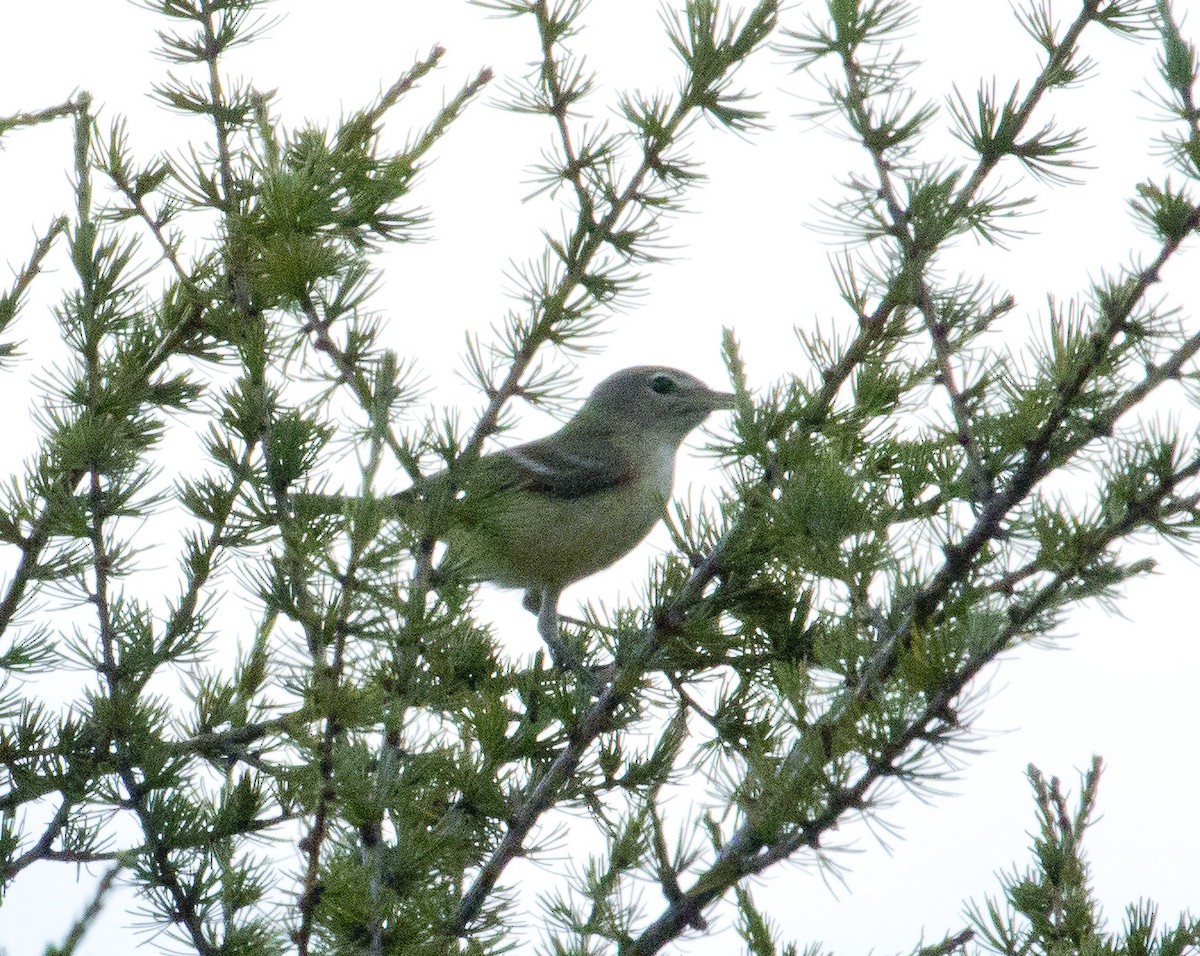 Bell's Vireo - ML35163511