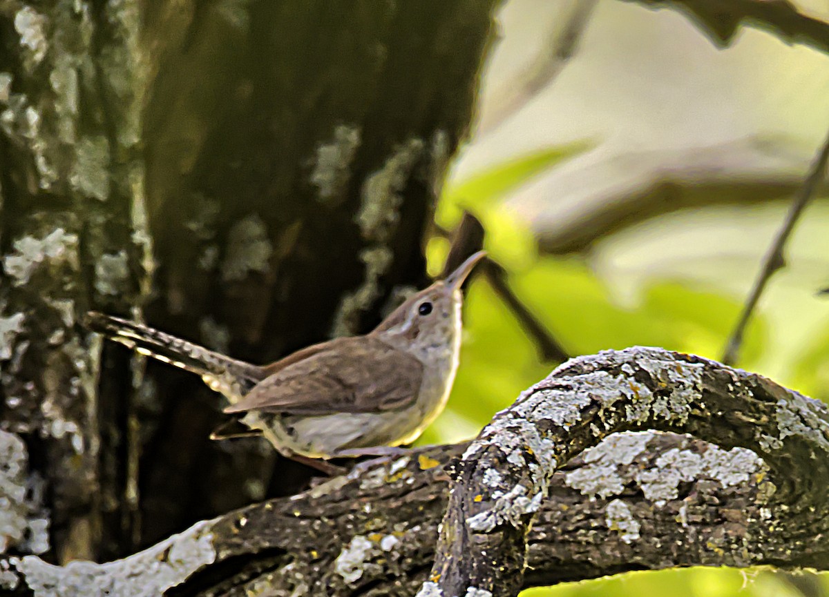 Bewick's Wren - John Zempel