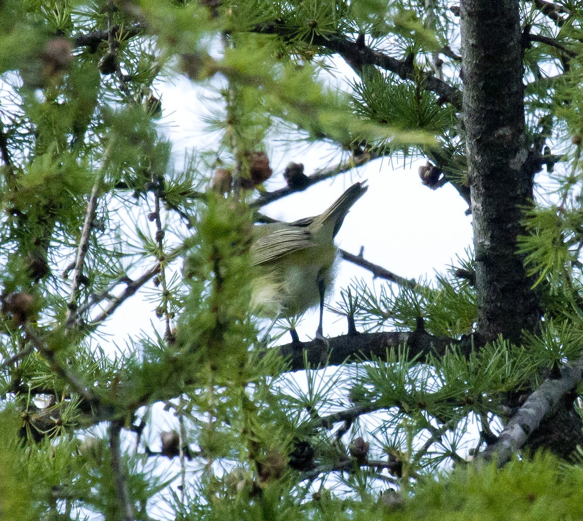 Bell's Vireo - ML35163541