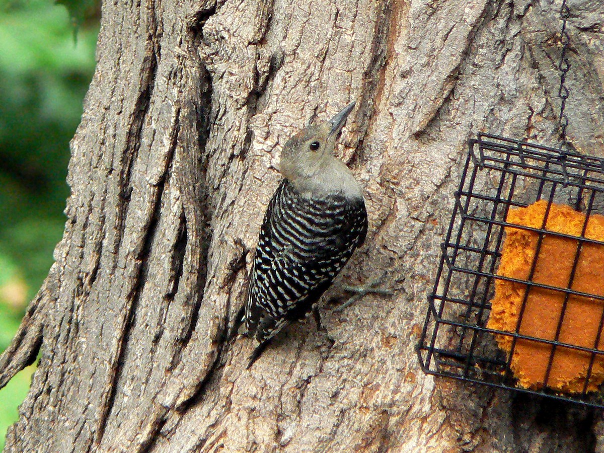 Red-bellied Woodpecker - ML351636191