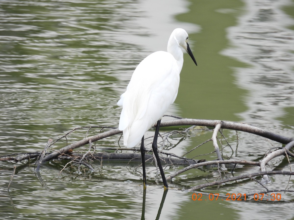 Little Egret - ML351638061