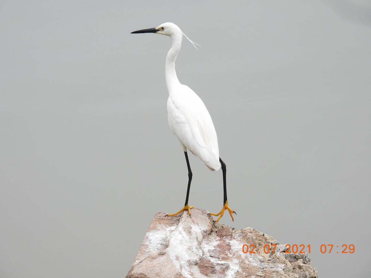 Little Egret - ML351638071