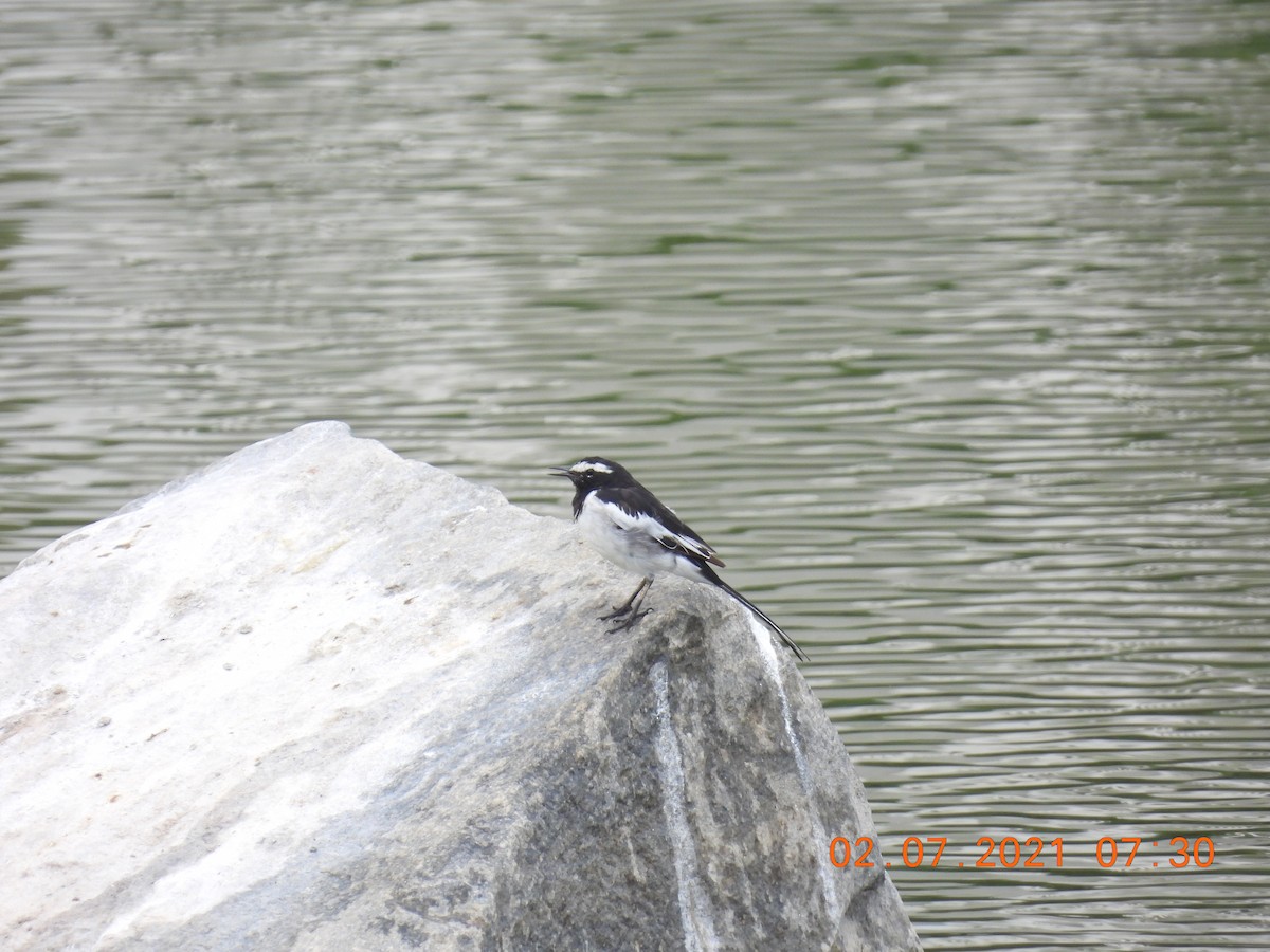 White-browed Wagtail - ML351638111