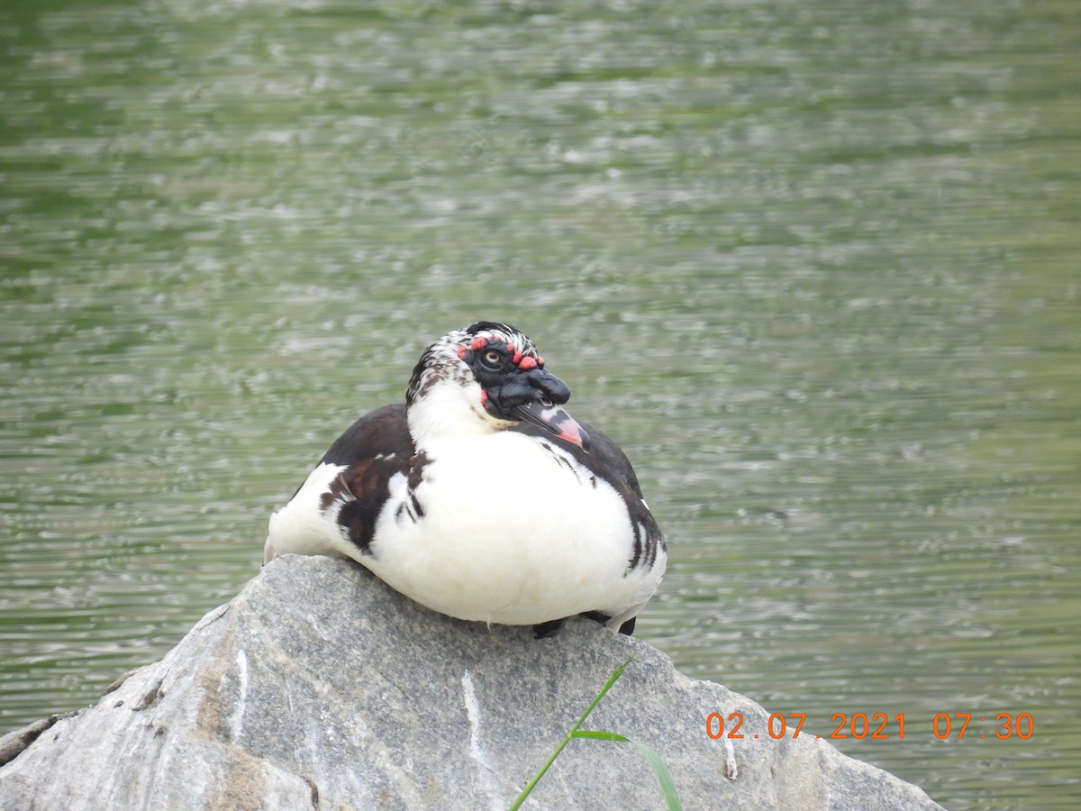 Muscovy Duck (Domestic type) - ML351638121