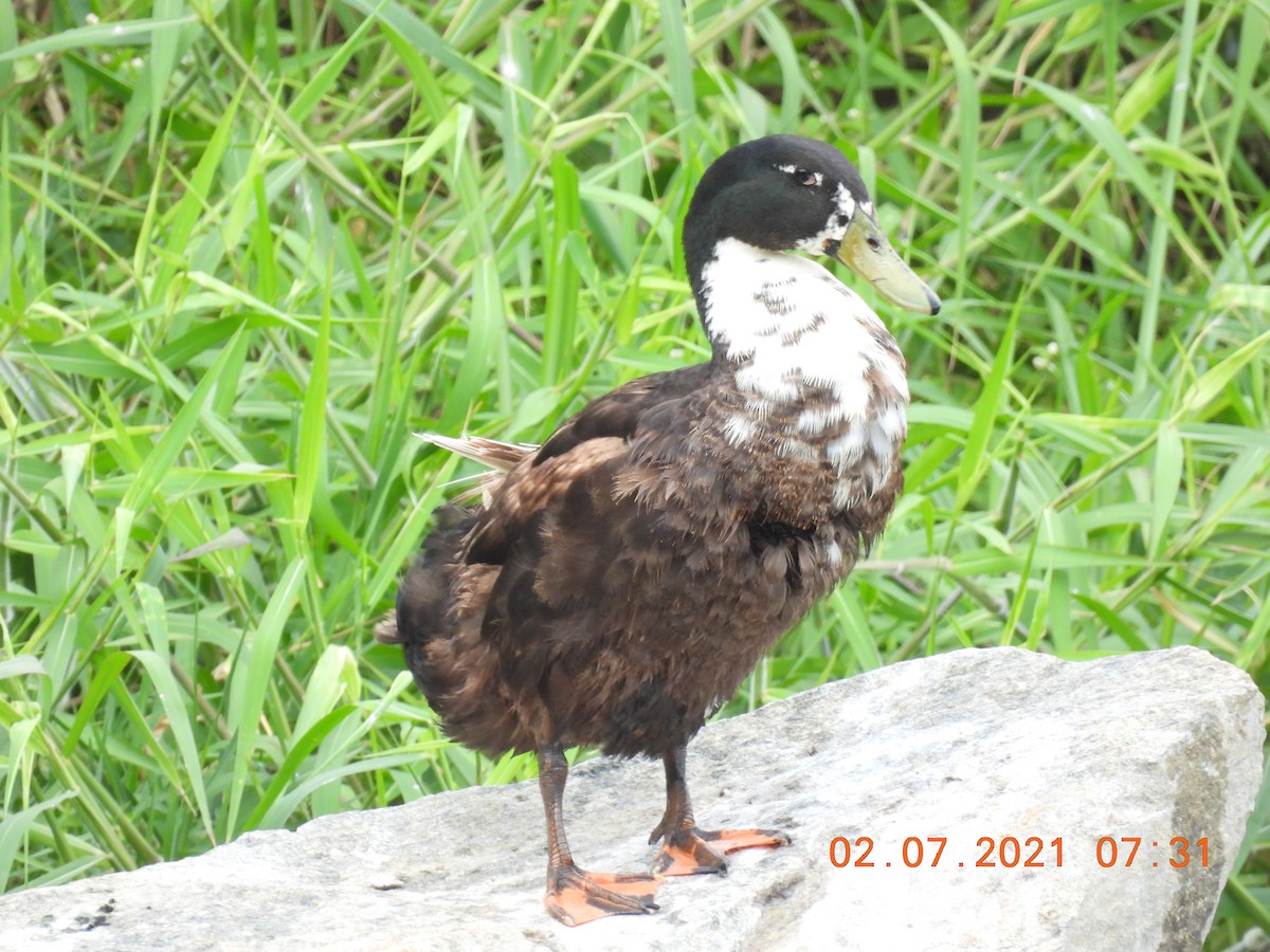 Anatra germanata - ML351638231