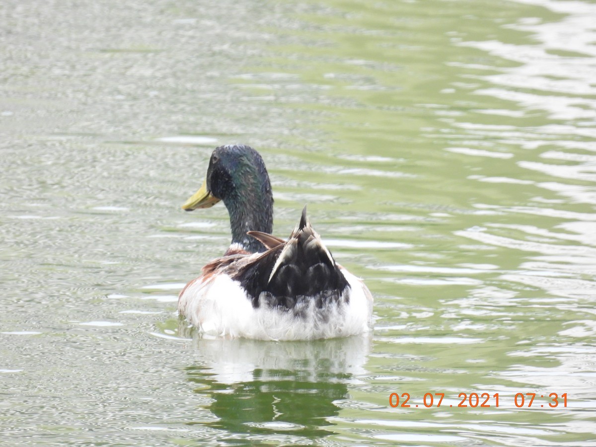 Mallard (Domestic type) - ML351638241