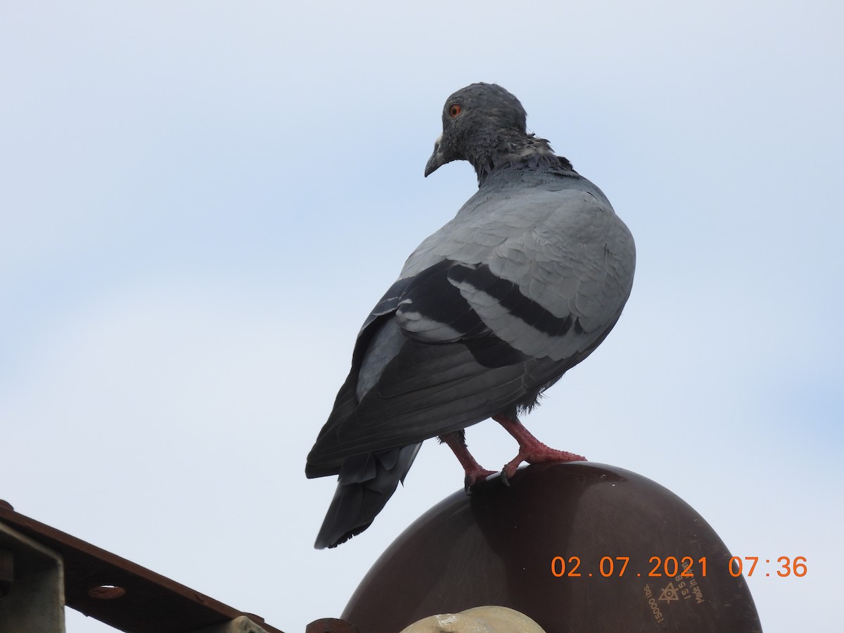 Rock Pigeon (Feral Pigeon) - ML351638311