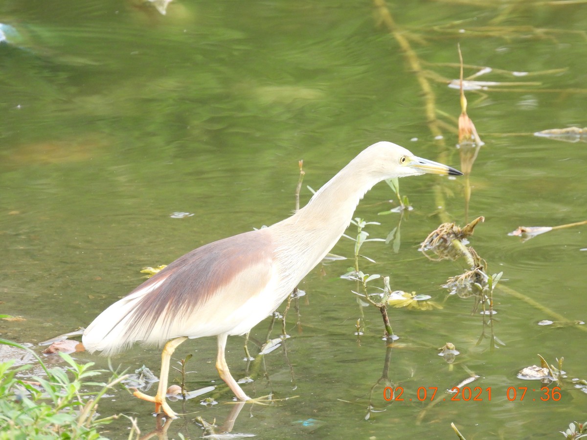 Indian Pond-Heron - Sudip Simha