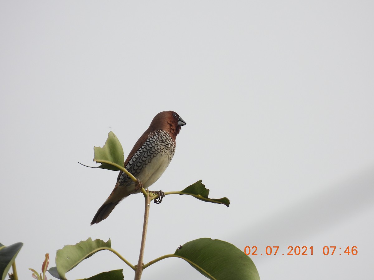 Scaly-breasted Munia - ML351638381