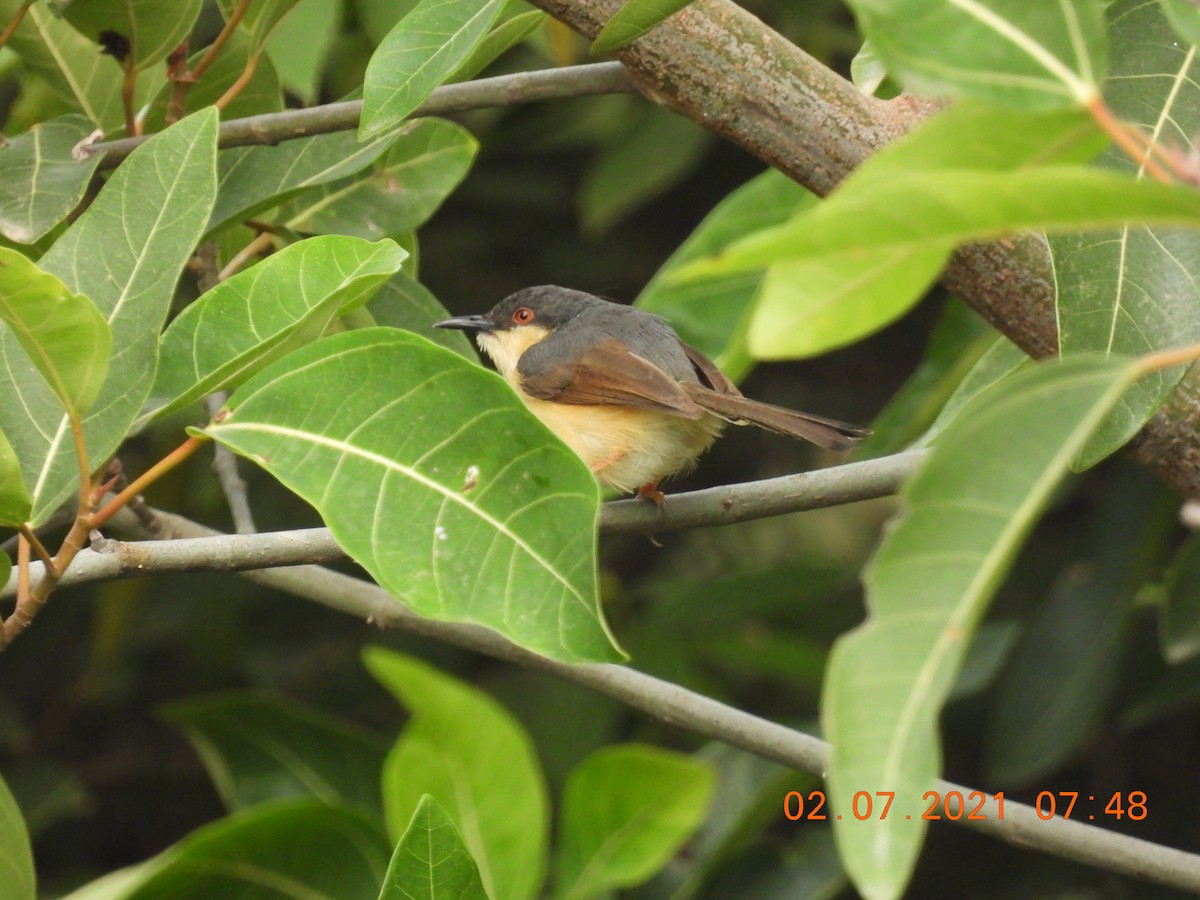 Prinia Cenicienta - ML351638441