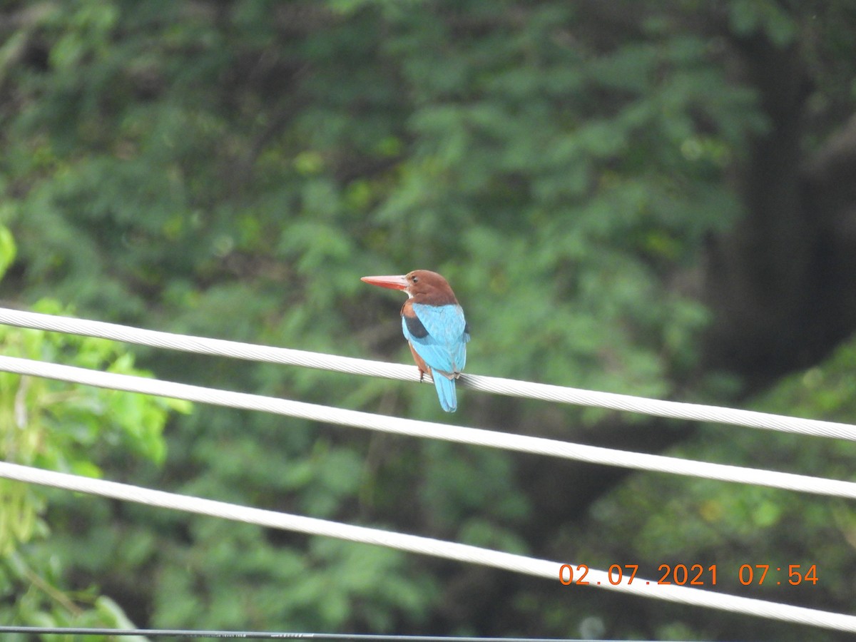 White-throated Kingfisher - ML351638451