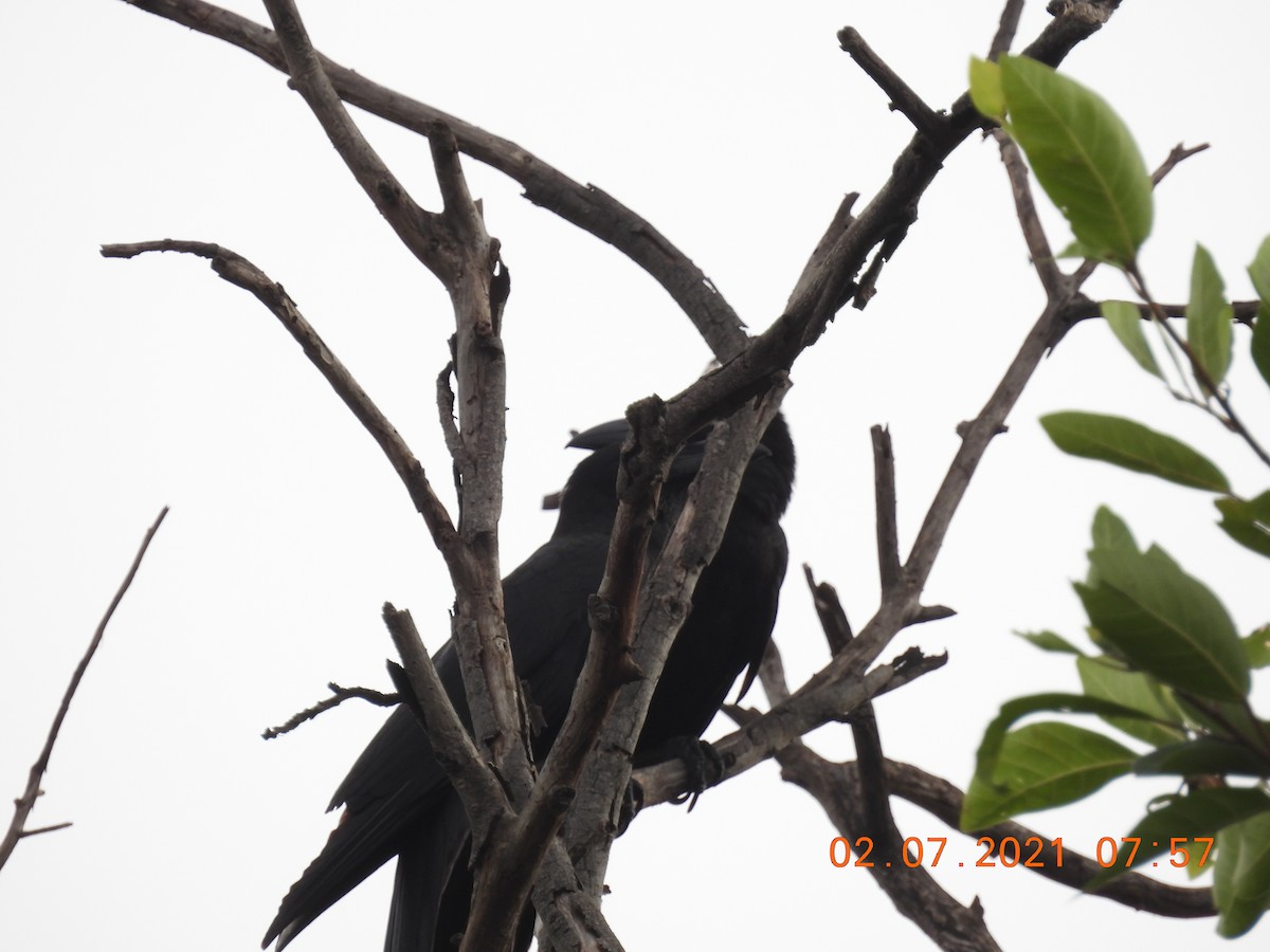 Large-billed Crow - ML351638491