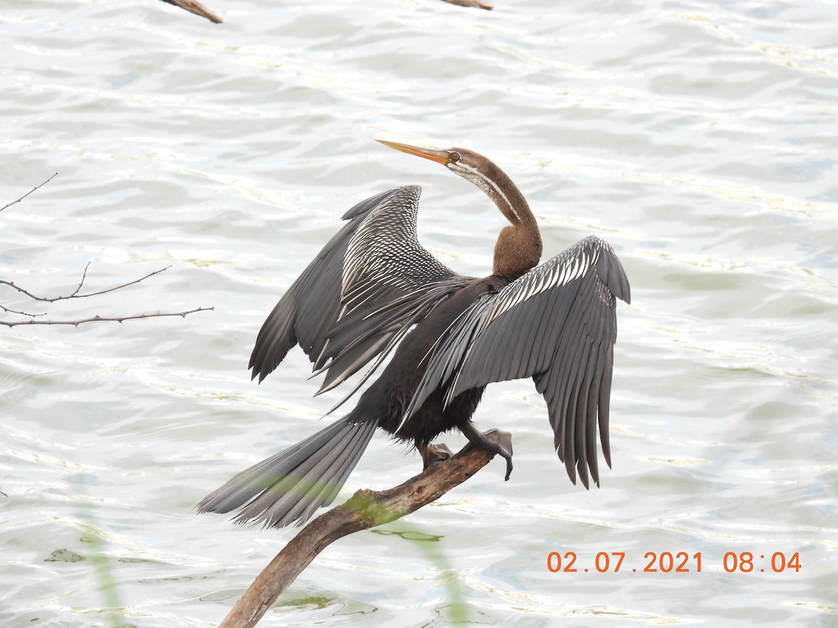 Anhinga Asiática - ML351638531