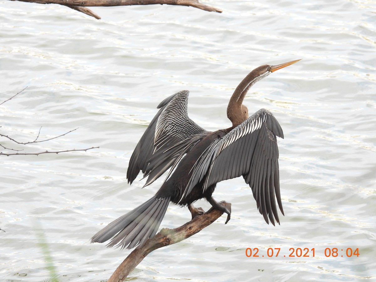 Anhinga Asiática - ML351638541