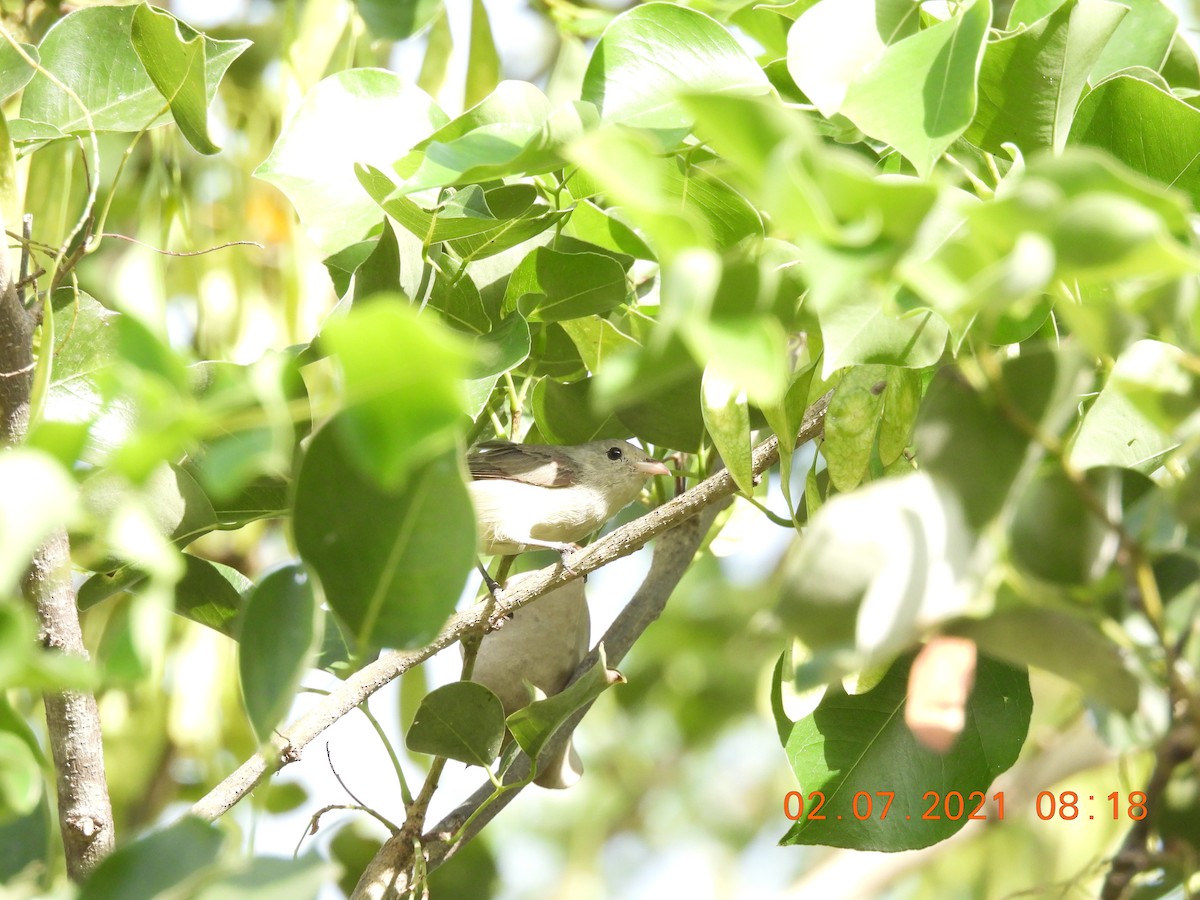 Pale-billed Flowerpecker - ML351638561