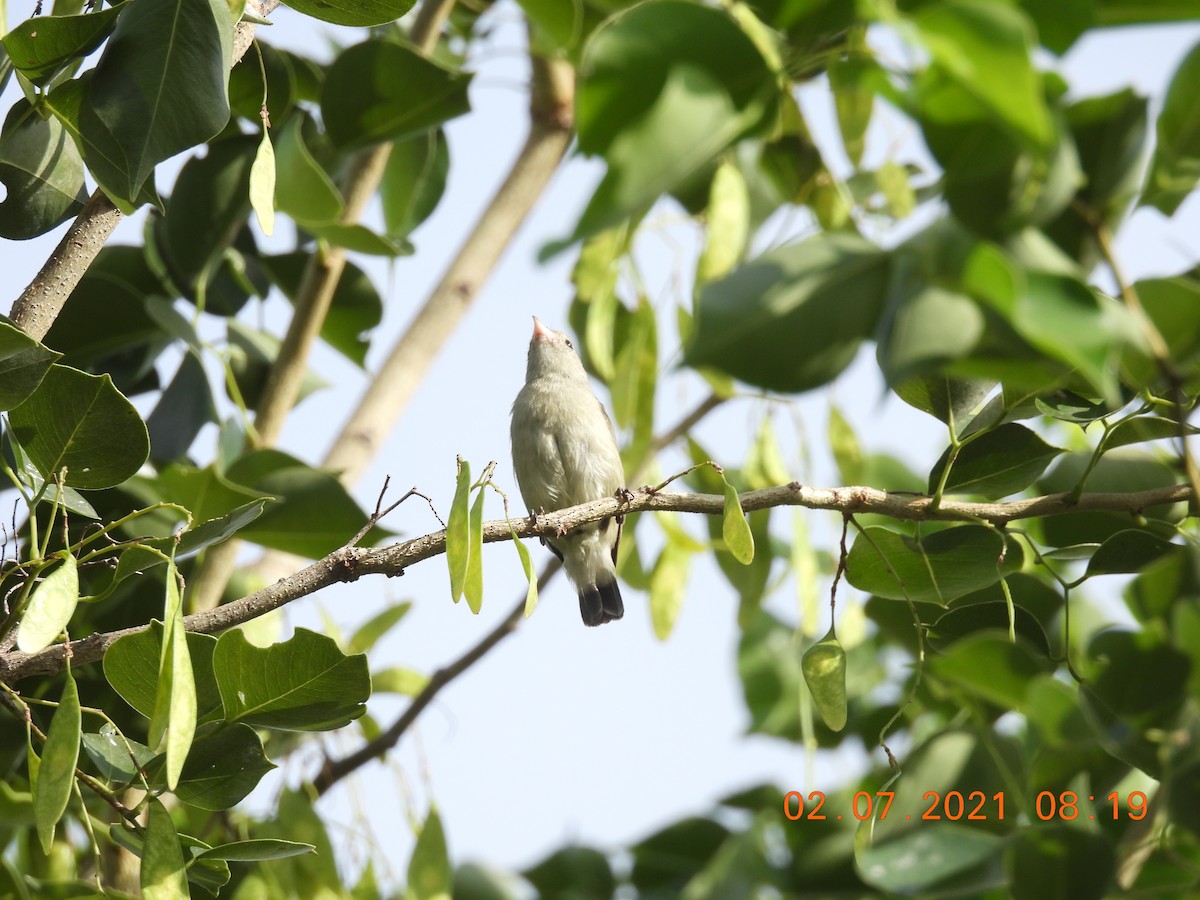 Pale-billed Flowerpecker - ML351638581