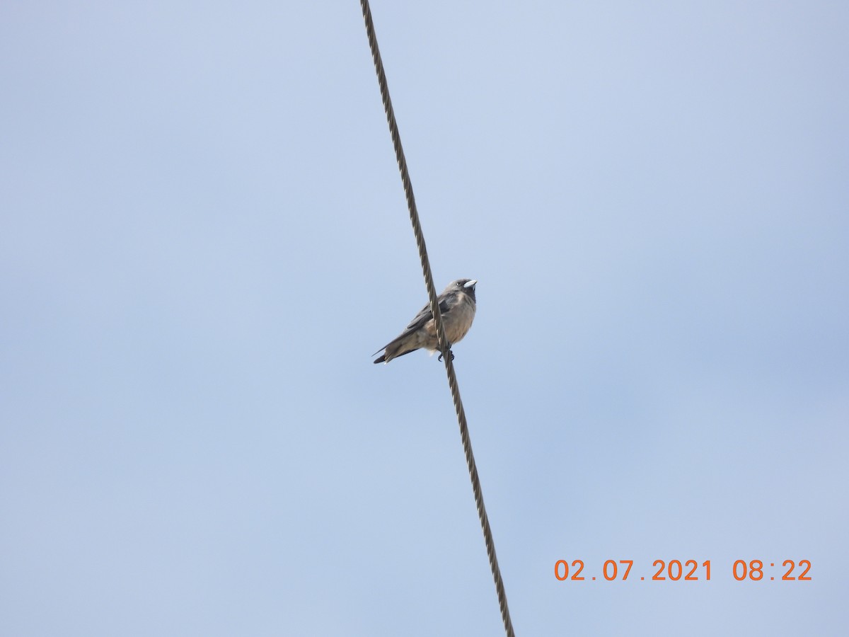 Ashy Woodswallow - ML351638611