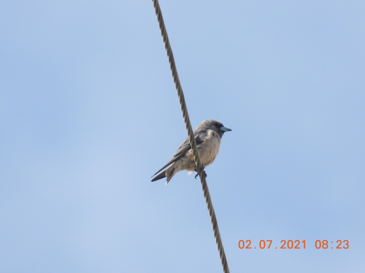 Ashy Woodswallow - Sudip Simha